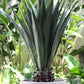 Agave Queen 105cm